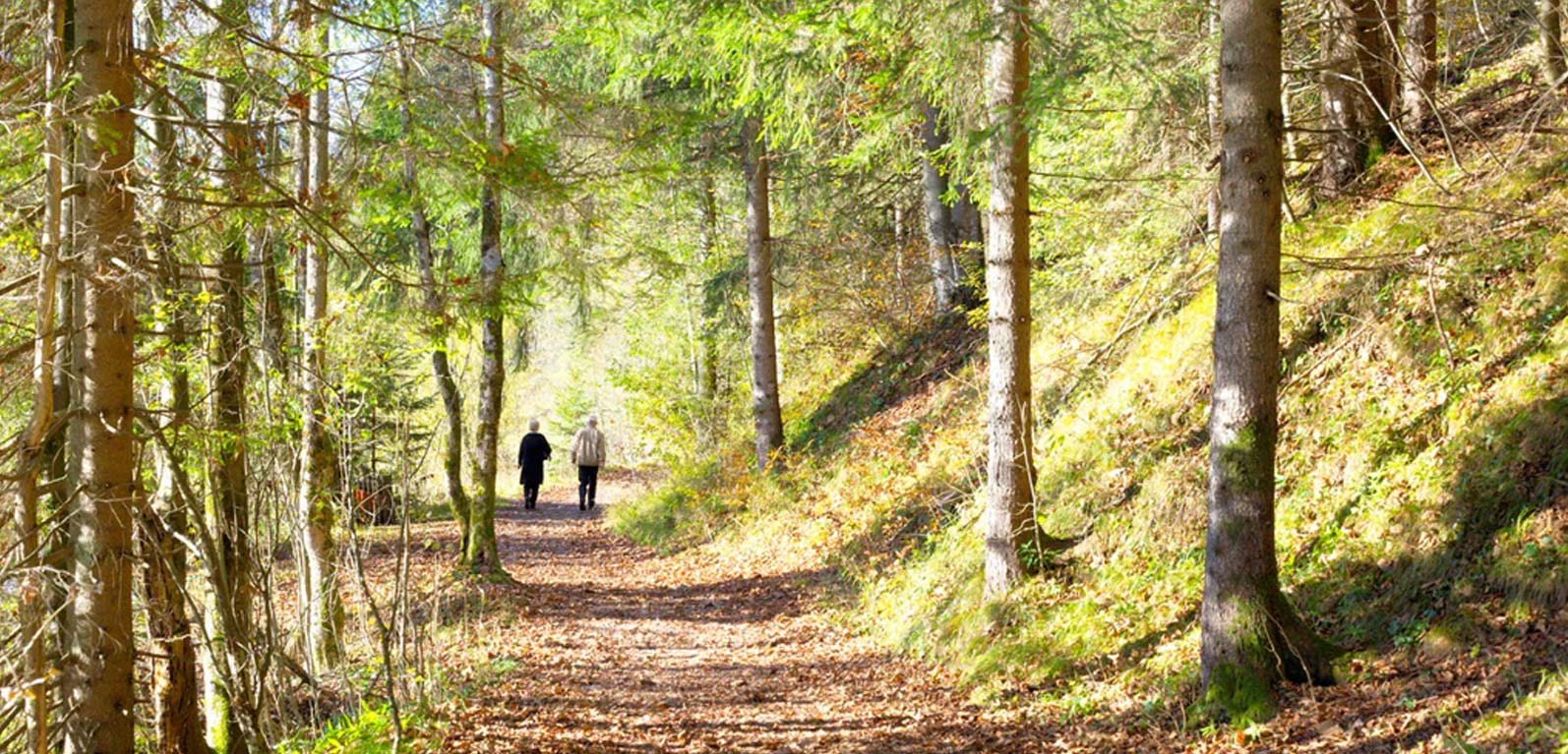 forest-planning-programs-bancroft-ontario